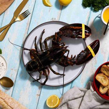 BRAND, CATEGORY, LIVE LOBSTER, MAINE LOBSTER NOW, 1.75 lb Live Maine Lobster