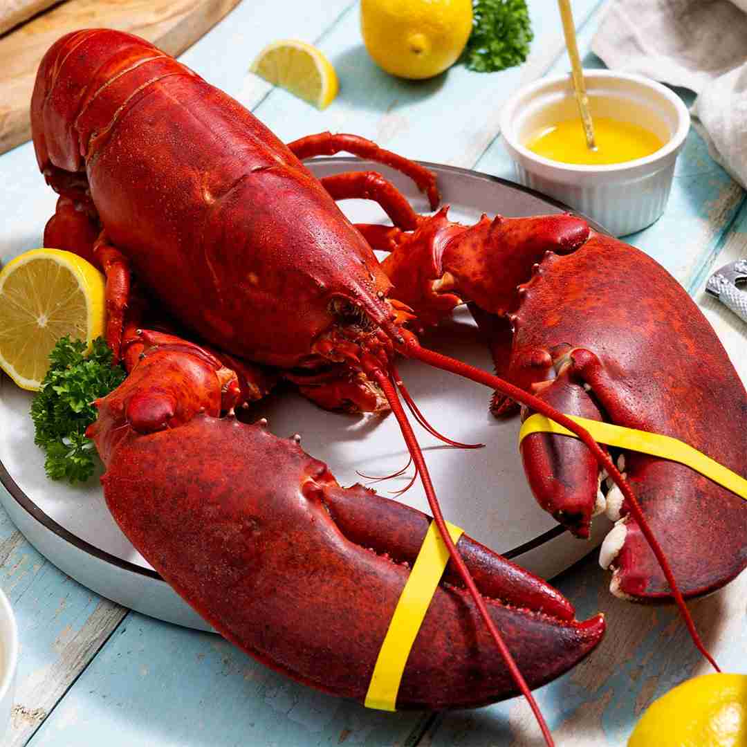3 lb Live Maine Lobster