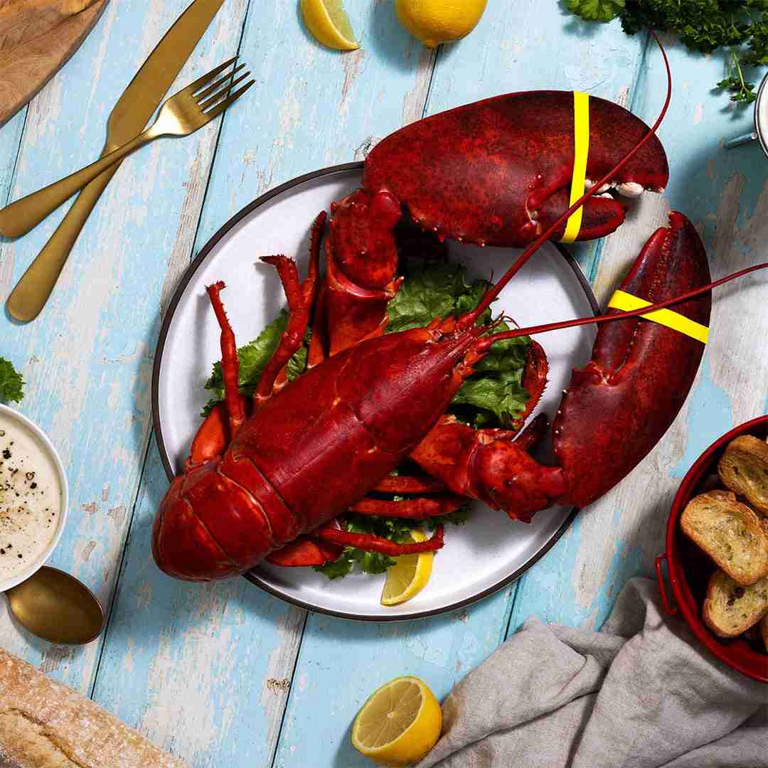 3 lb Live Maine Lobster