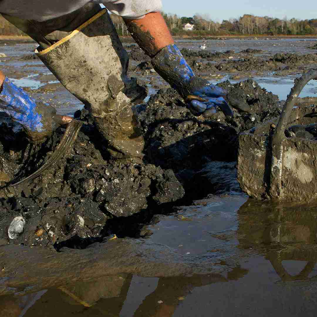 Gulf of Maine Steamer Clams – 1 lb.