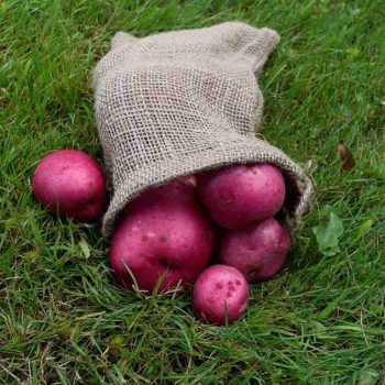 BRAND, CATEGORY, GROCERY, MAINE LOBSTER NOW, Maine Grown Red Potatoes - 1 lb