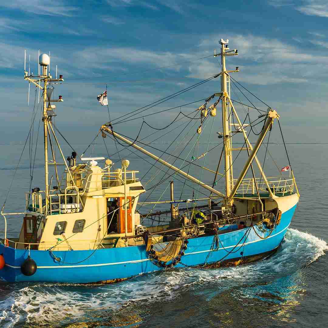 Pacific White Raw Shrimp – 2 lbs