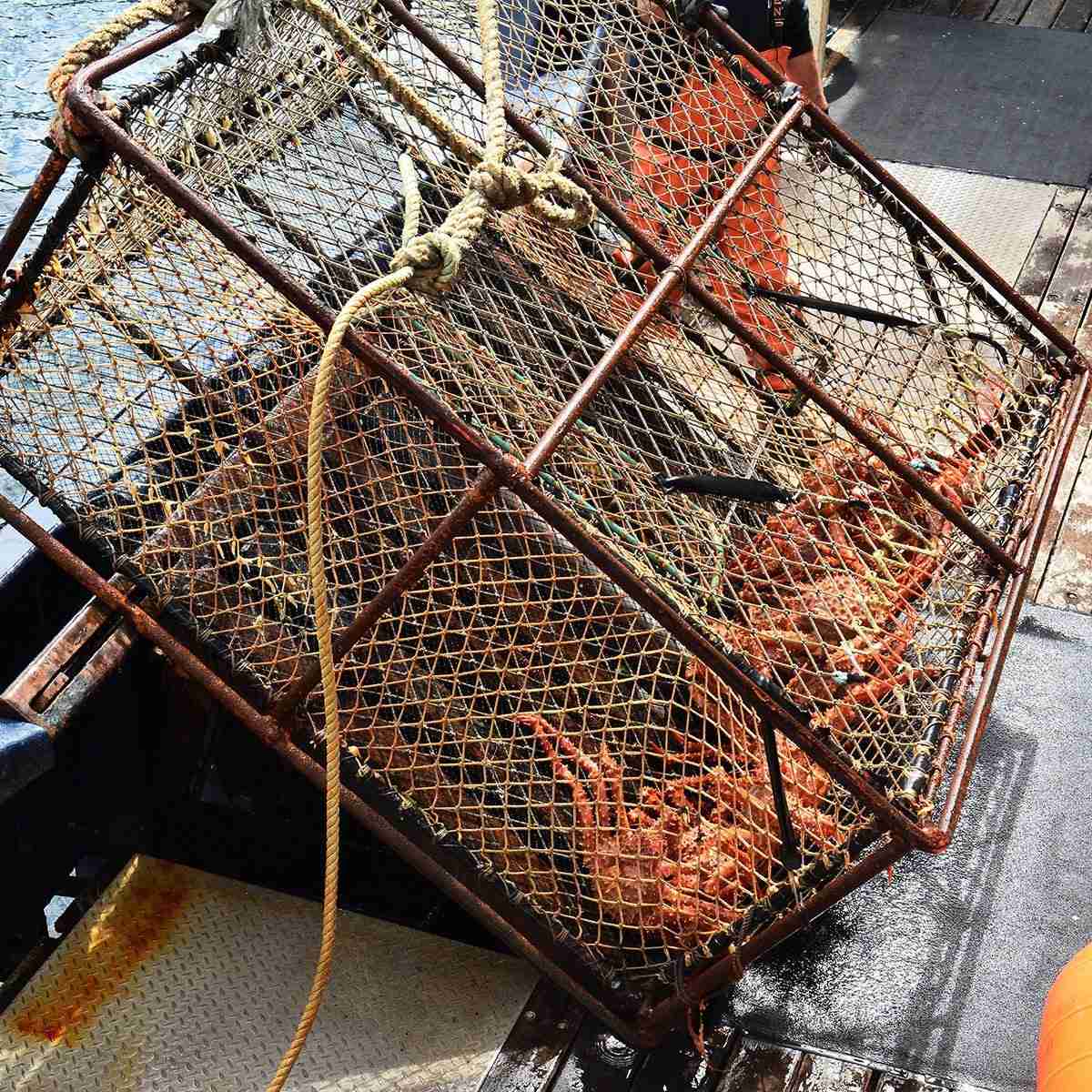 Red King Crab Merus Segment – Prime Cut – 2 lbs.