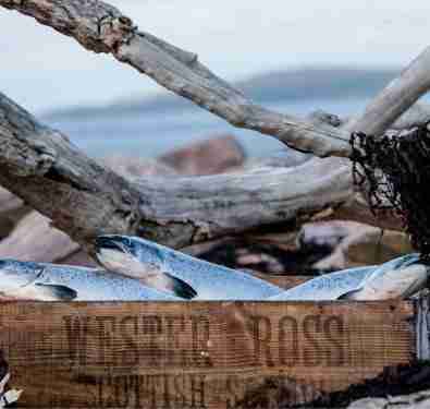 Wester Ross Atlantic Salmon – 8 oz. Portion